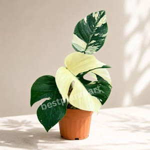 ハーフムーンモンステラ - Etsy 日本