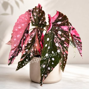 Rare begonias - Etsy 日本