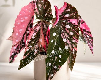 Begonia Maculata variegada rara, planta viva con maceta, begonia de lunares enraizada en musgo, regalo para plantas de interior.