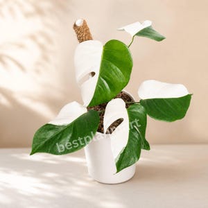 Könnte beinhalten: Eine Monstera Albo Pflanze mit panaschierten Blättern, die deutliche weiße und grüne Bereiche aufweisen, in einem schlichten weißen Keramiktopf. Ein brauner Kokosstab stützt die Stängel. Der Text bestplantmart ist auf den Blättern zu sehen.