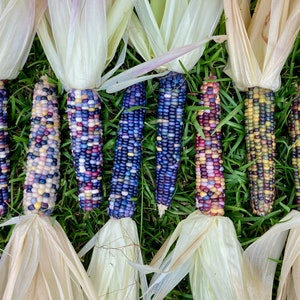 200+ Glass Gem Corn Seeds Rare Heirloom Rainbow Indian Multicolor