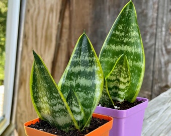 Medium Snake Plant Sanseveria Trifasciata Air Purifying High Oxygen  Production 4" Pot - Etsy