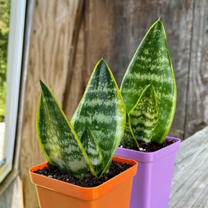 Snake Plant Sanseveria Trifasciata Laurentii Air Purifying High Oxygen Production 2.5&quot; Pot - Small