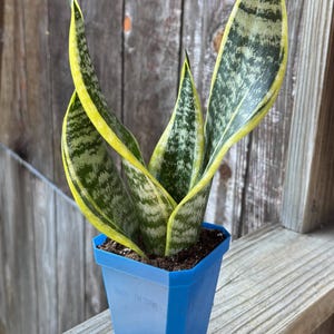 Snake Plant Sansevieria Trifasciata Laurentii Air Purifying High Oxygen Production 4-inch Pot - Medium
