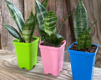 Snake Plant Sanseveria Trifasciata Air Purifying High Oxygen Production 2.5" Pot - Small