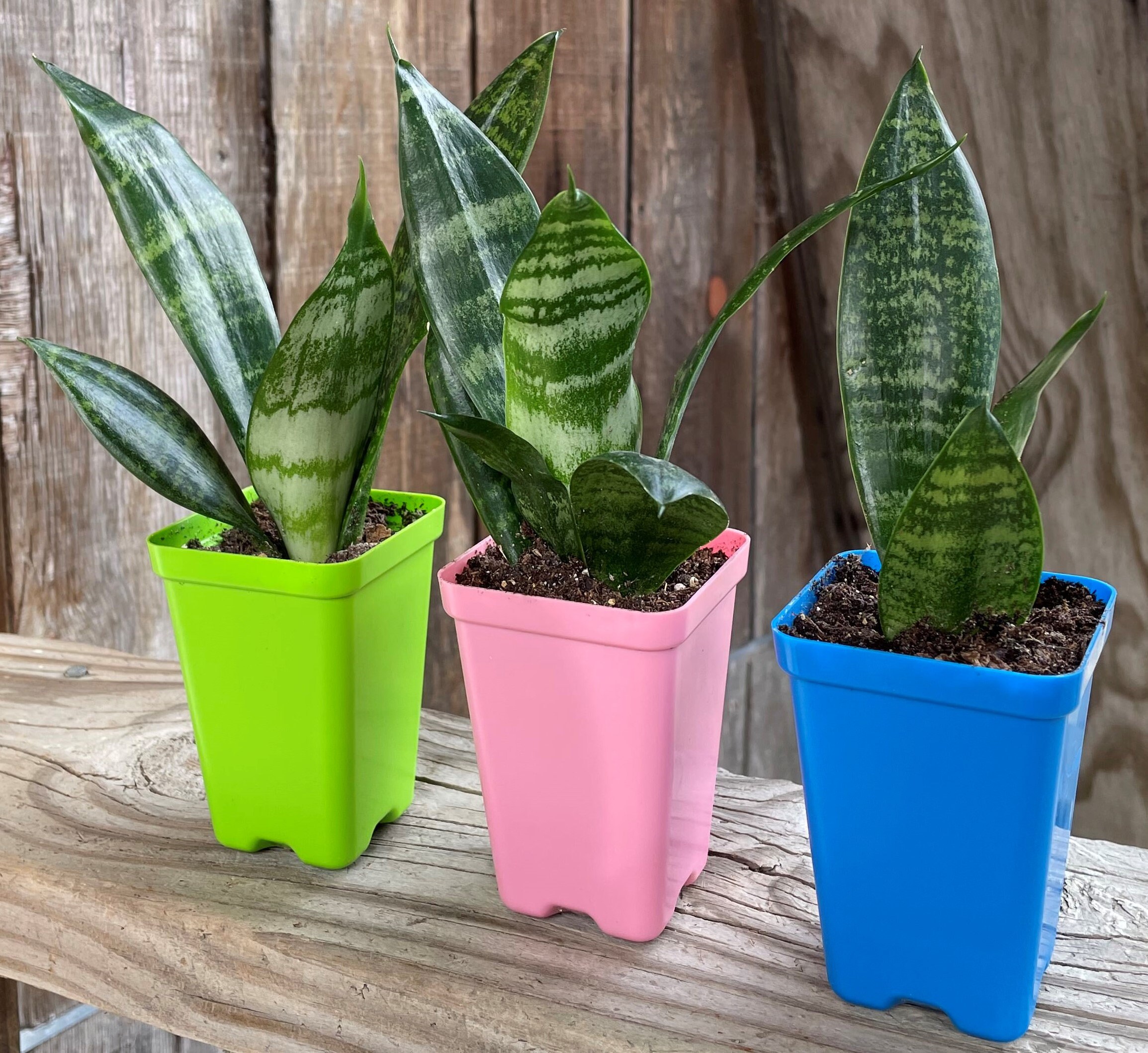 Snake Plant Sanseveria Trifasciata Air Purifying High Oxygen Production  2.5" Pot - Small - Etsy