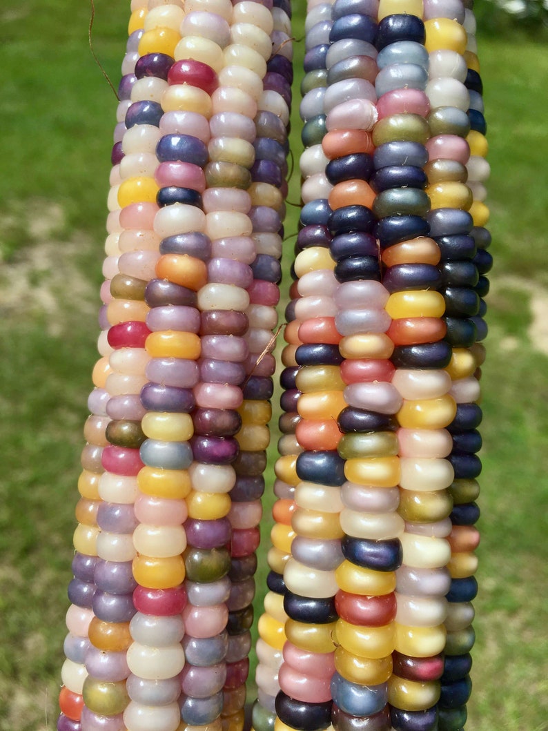 100 Glass Gem Corn Seeds Rare Heirloom Rainbow Indian Etsy