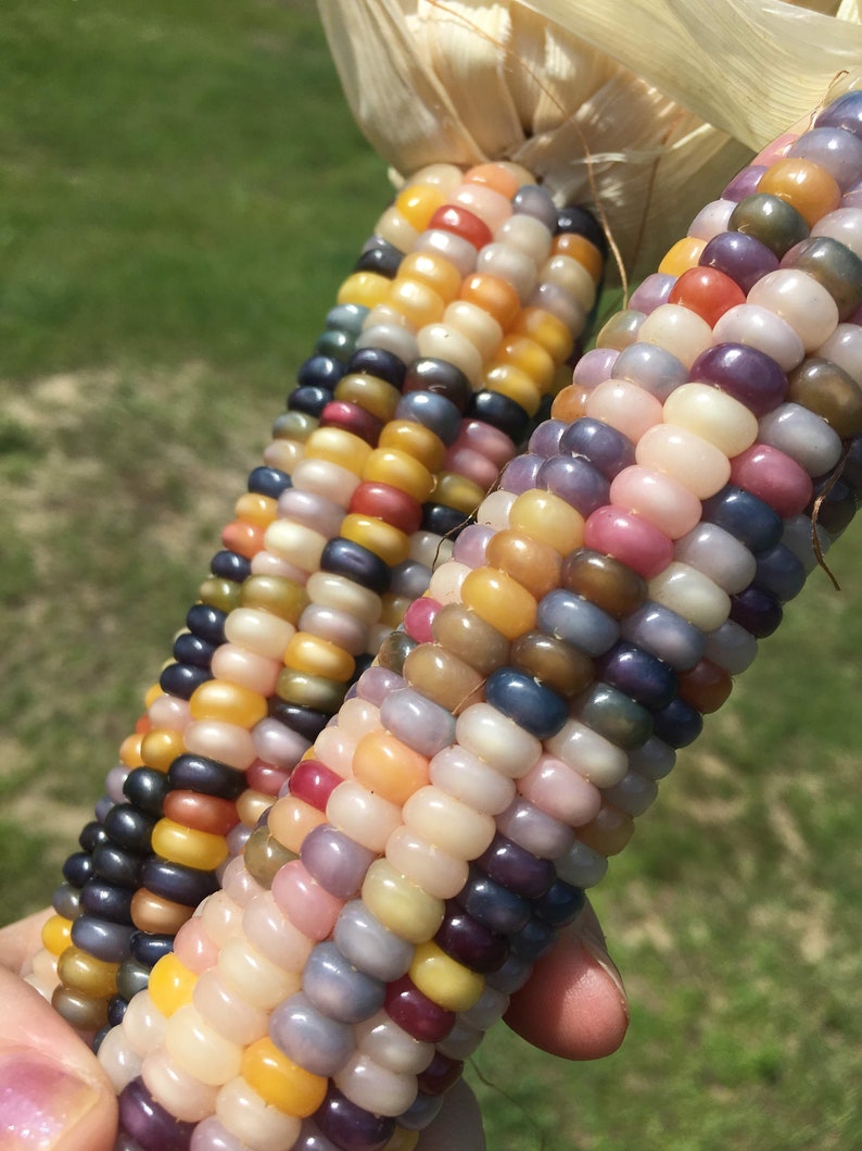 100 Glass Gem Corn Seeds Rare Heirloom Rainbow Indian Etsy