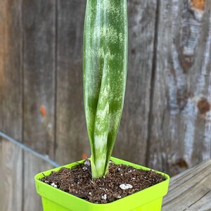 May include: A potted snake plant with a single, upright leaf. The leaf is green with lighter green and white variegation. It is planted in a bright green square pot filled with soil, set against a weathered wood background.