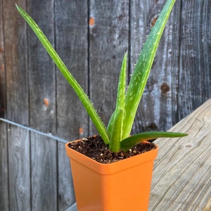 16+ Mini Aloe Vera Plant