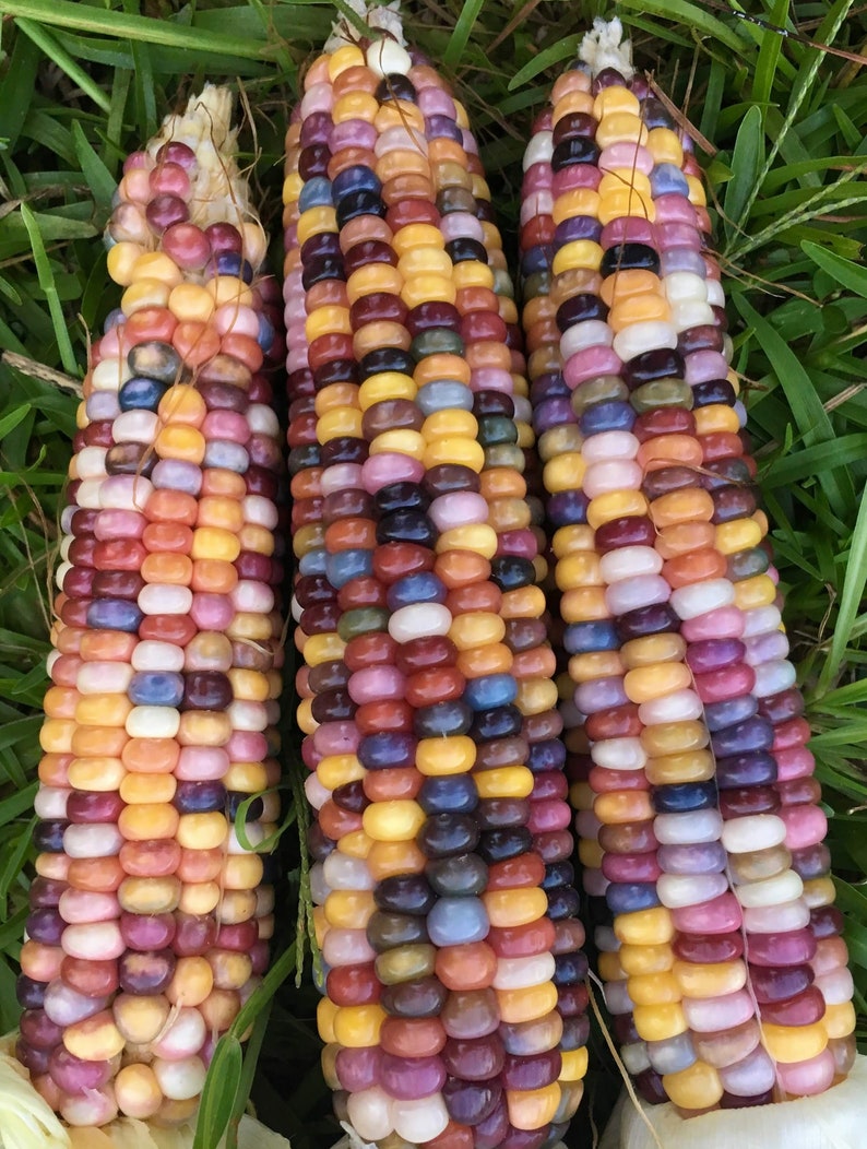 100 Glass Gem Corn Seeds Rare Heirloom Rainbow Indian Etsy