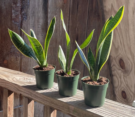 Sansevieria trifasciata 4in Laurentii snake plant