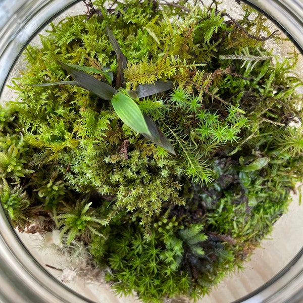 Live moss small sampler pack 3 varieties for terrarium vivarium moss garden