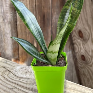 Snake Plant Sanseveria Trifasciata Air Purifying High Oxygen Production 2.5&quot; Pot - Small