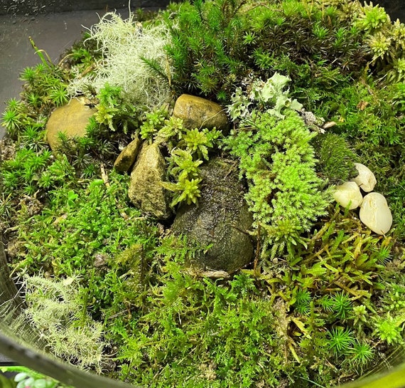 Live Fresh Sphagnum Moss Healthy for Terrariums Orchids