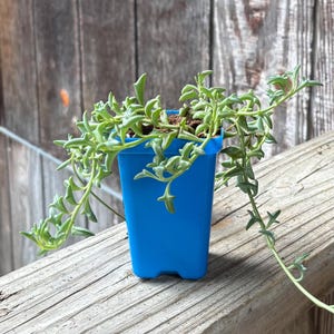 May include: A small, vibrant green string of dolphins succulent plant in a bright blue square pot. The plant cascades over the sides of the pot, with a weathered wooden background.