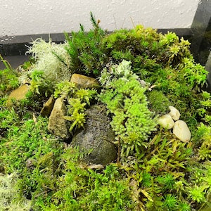 Live moss sampler pack 5 varieties for terrarium vivarium moss garden