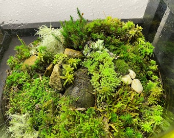Live moss sampler pack 5 varieties for terrarium vivarium moss garden