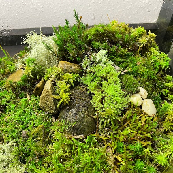 Live moss sampler pack 5 varieties for terrarium vivarium moss garden