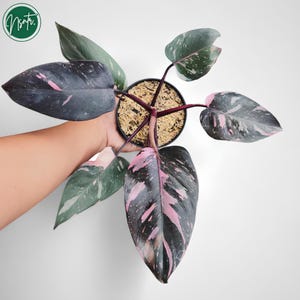 Philodendron black cherry - Etsy.de