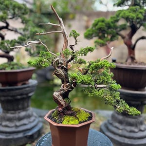 Bonsai deadwood - Etsy.de