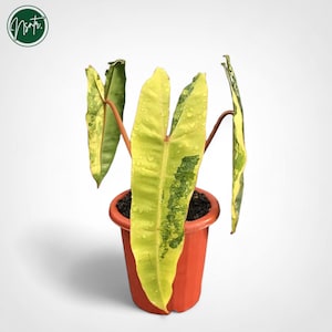 Philodendron billietiae variegated - Etsy 日本
