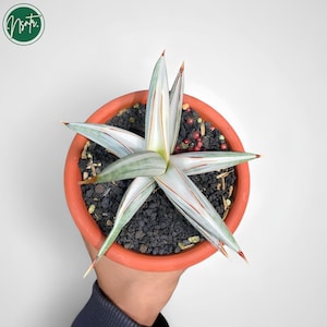 Sansevieria Bella Platinum - Etsy