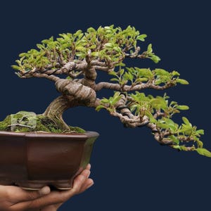 Może przedstawiać: Drzewko bonsai ze skręconym pniem i żywymi zielonymi liśćmi. Drzewko jest posadzone w brązowej, sześciokątnej ceramicznej doniczce. Bonsai jest trzymane w dłoni osoby na ciemnoniebieskim tle.