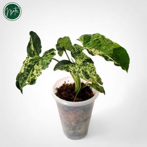 Syngonium Mottled - Etsy