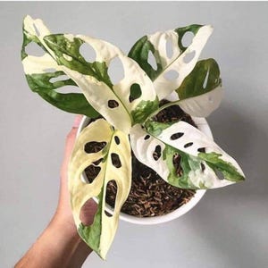 philodendron sanguineum Philodendron Neglectum – Tropical Houseplant