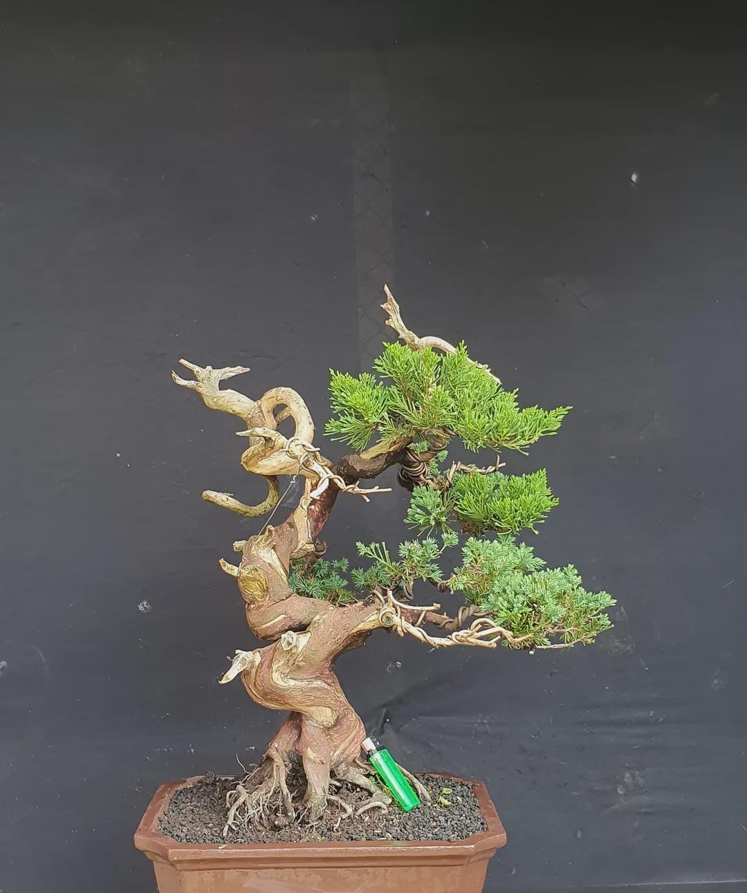 elefantenfuß winterhart Beaucarnea Nolina recurvata main image 1
