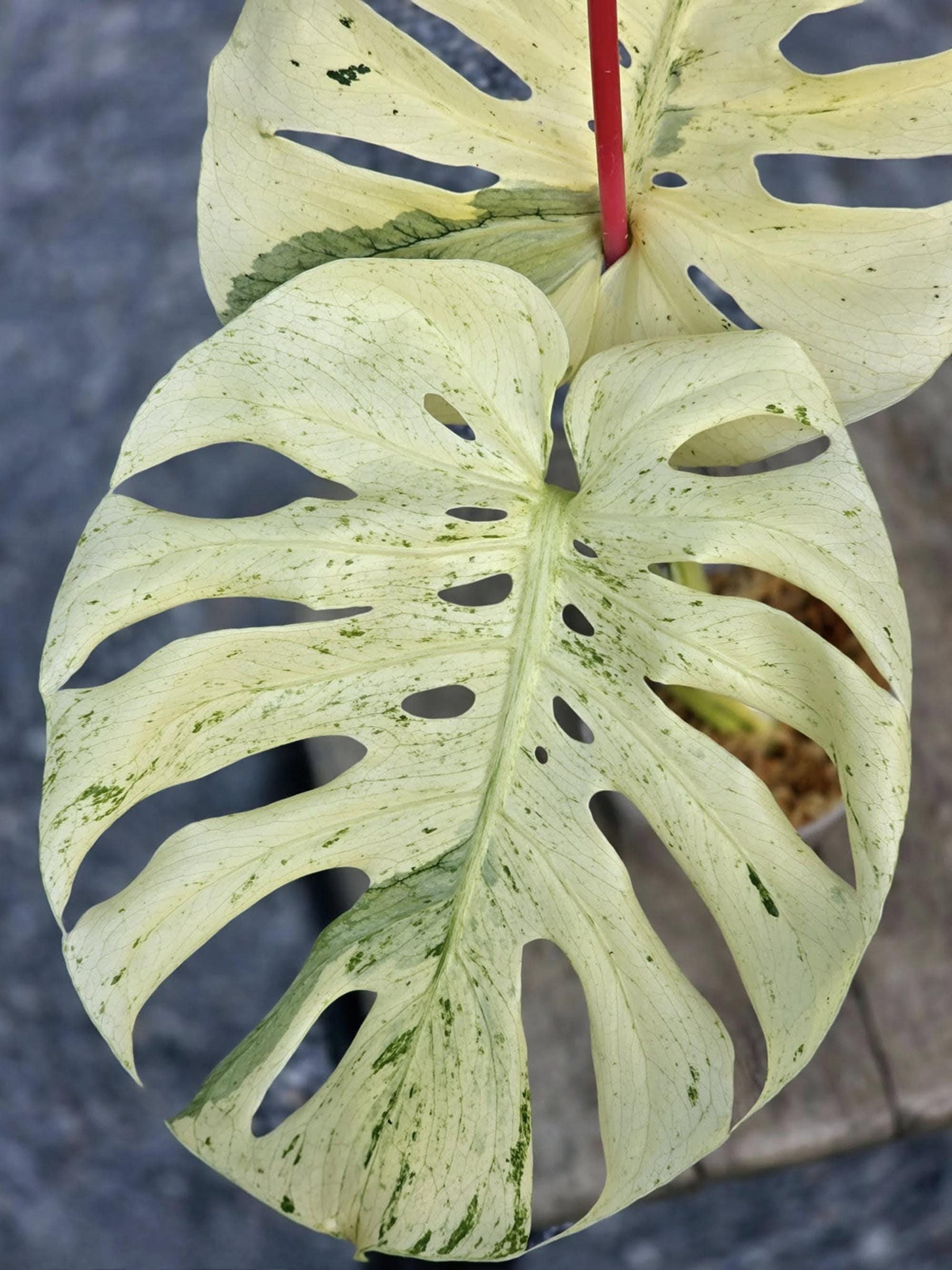 philodendron xanadu care Thaumatophyllum Xanadu - Philodendron Xanadu Plants | Hortology main image 1