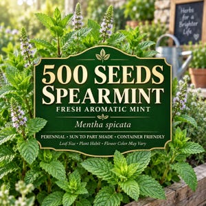 Könnte beinhalten: Ein dunkelgrünes rechteckiges Schild mit goldenem Text, der 500 SEEDS SPEARMINT FRESH AROMATIC MINT Mentha spicata PERENNIAL SUN TO PART SHADE CONTAINER FRIENDLY Leaf Size Plant Habit Flower Color May Vary lautet, platziert in einer Minzepflanze.