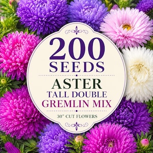 200 Aster Tall Double Gremlin Mix Seeds – 30" Cut Flowers for Cottage Gardens