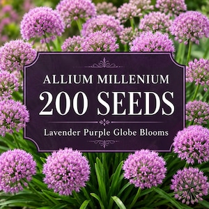 Op de afbeelding: Een donkerpaars rechthoekig bord met decoratieve randen en de witte tekst ALLIUM MILLENIUM 200 SEEDS Lavender Purple Globe Blooms, tegen een achtergrond van talloze levendige lavendelpaarse, bolvormige alliumbloemen.