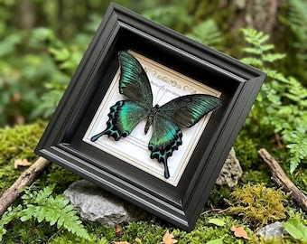 Real Butterfly Specimen Frame, Gothic Shadow Box Decor, Nature Entomology Display