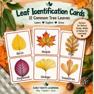 Puede incluir: Un conjunto de tarjetas de identificación de hojas con 12 hojas de árboles comunes. Las tarjetas muestran ilustraciones de hojas de abedul, arce, roble, cornejo, ginkgo y sassafras con sus nombres impresos debajo de cada ilustración.