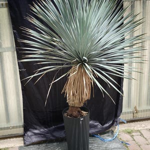May include: A Yucca rostrata plant with a dense, spherical crown of long, thin, blue-green, sword-shaped leaves. The trunk is covered in a thick layer of dry, tan-coloured, downward-hanging dead foliage, and the plant is potted in a black plastic container.