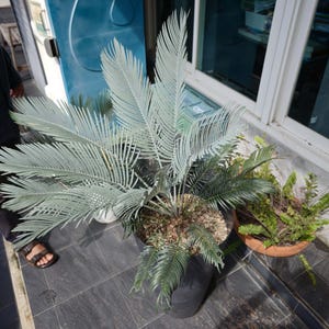 Könnte beinhalten: Eine getopfte Cycad-Pflanze mit langen, steifen, gefiederten Blättern in einem ausgeprägten silbrig-blauen Farbton. Die Pflanze steht in einem dunkelgrauen Behälter mit heller Blumenerde, wobei sich die Wedel strahlenförmig nach außen ausbreiten.