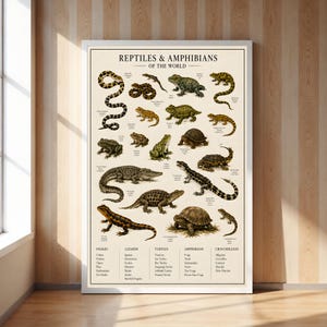 Könnte beinhalten: Ein vertikales Lehrplakat mit dem Titel Reptiles & Amphibians of the World, das detaillierte Illustrationen verschiedener Arten zeigt, darunter Schlangen, Eidechsen, Schildkröten, Frösche und Krokodile, mit Namen und Kategorien am unteren Rand.