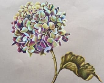 Print - Dried Hydrangea