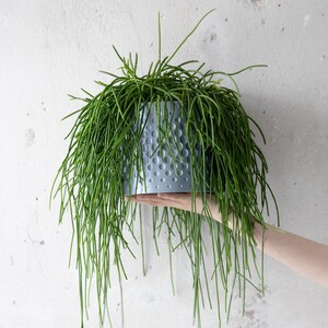 Op de afbeelding: Een groene plant met lange, dunne stelen valt uit een lichtblauwe, getextureerde pot. De pot heeft een patroon van kleine, gelijkmatig verdeelde gaten. De plant wordt tegen een witte muur gehouden.