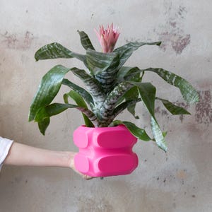 Puede incluir: Una maceta rosa brillante, de forma geométrica, contiene una planta de bromelia. La planta presenta hojas largas y verdes con patrones blancos y grises y una flor rosa. La maceta se sostiene contra una pared neutra y texturizada.