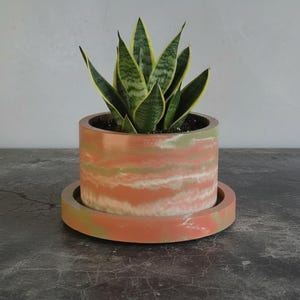 May include: A cylindrical concrete planter with a marbled pattern of peach, sage green, and white, resting on a matching circular saucer. A snake plant with dark green leaves and yellow edges is planted inside the container.