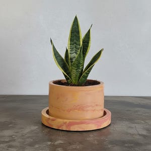 May include: A snake plant with upright, pointed green leaves featuring yellow edges, potted in a cylindrical peach and pink marbled planter. The planter sits on a matching circular saucer, creating a cohesive unit for the indoor houseplant.