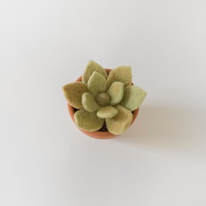 Needle Felting Kit. Succulent Kit. Succulent. Felt Craft Kit. DIY Needle Felting. Craft Gift. Craft Kit. afbeelding 3