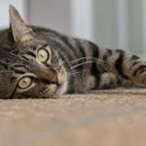 Poster Ontbrekende kat afbeelding 4