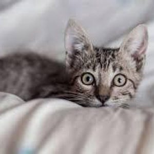 Cartel de gato perdido