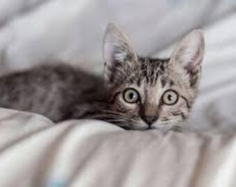 Katze Poster