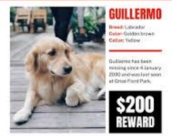 Poster vermiste hond